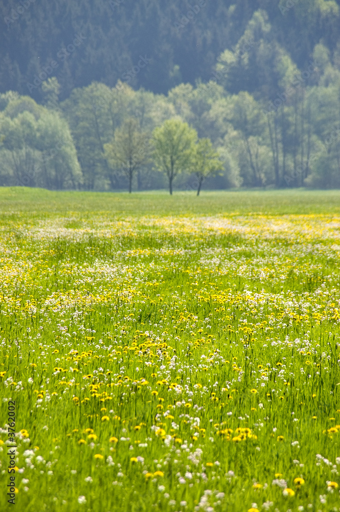 Springtime meadow 