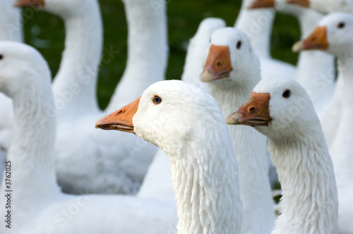 Fototapete White domestic geese