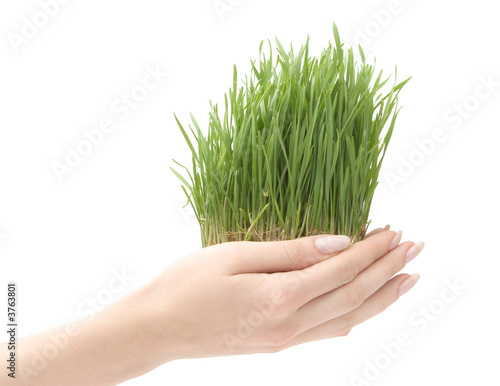 Growing grass on white background