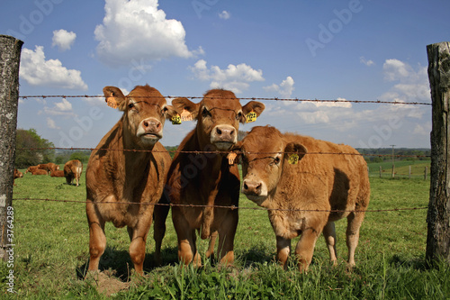 group of brown cows behind fence photo