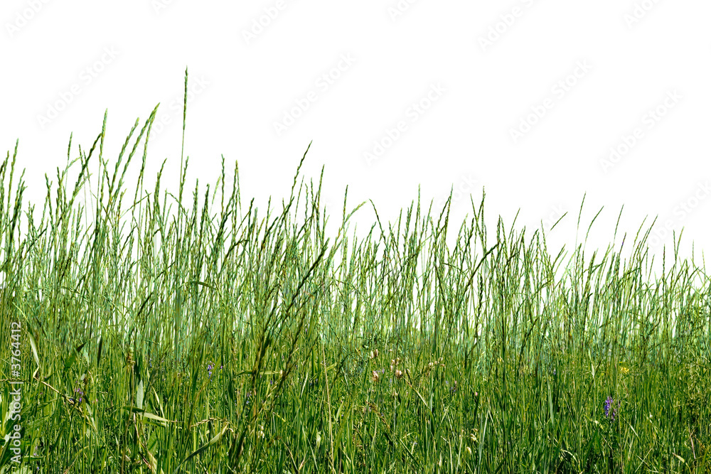 Green herb Green herb