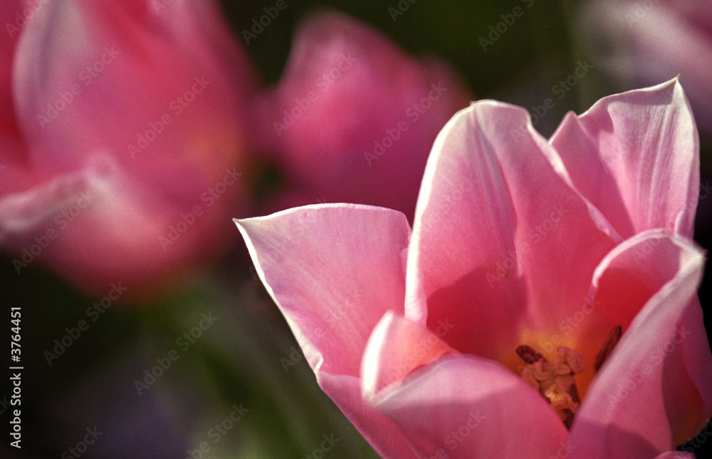 Pink Flower Blooming