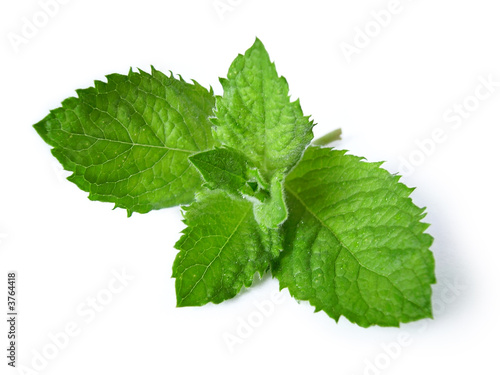 Fresh green mint isolated on white