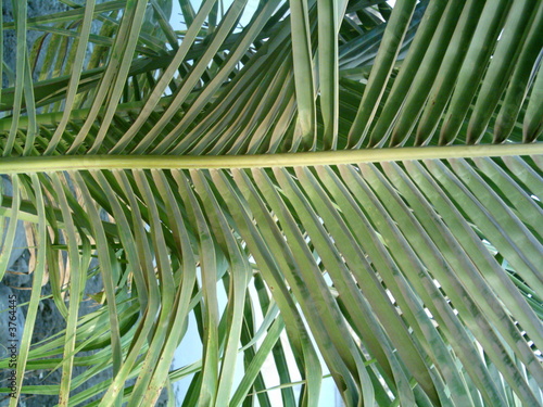 Cocont Leaf photo