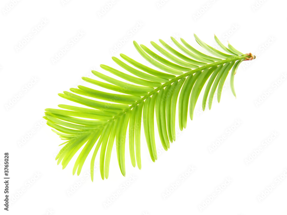 larch twig larch twig