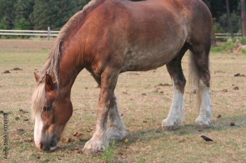 Horse eating