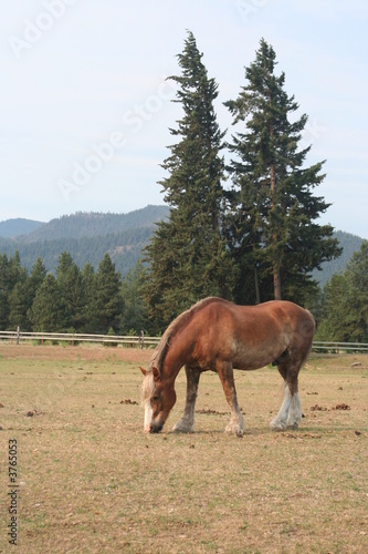 Horse out in the wild