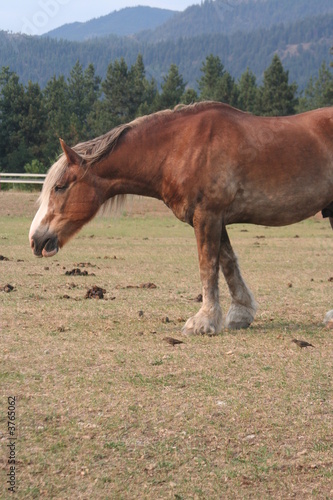 Wary Horse