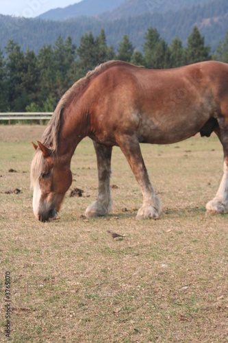 Relaxing Horse