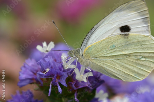 Papillon blanc © Jean-François DESSUP
