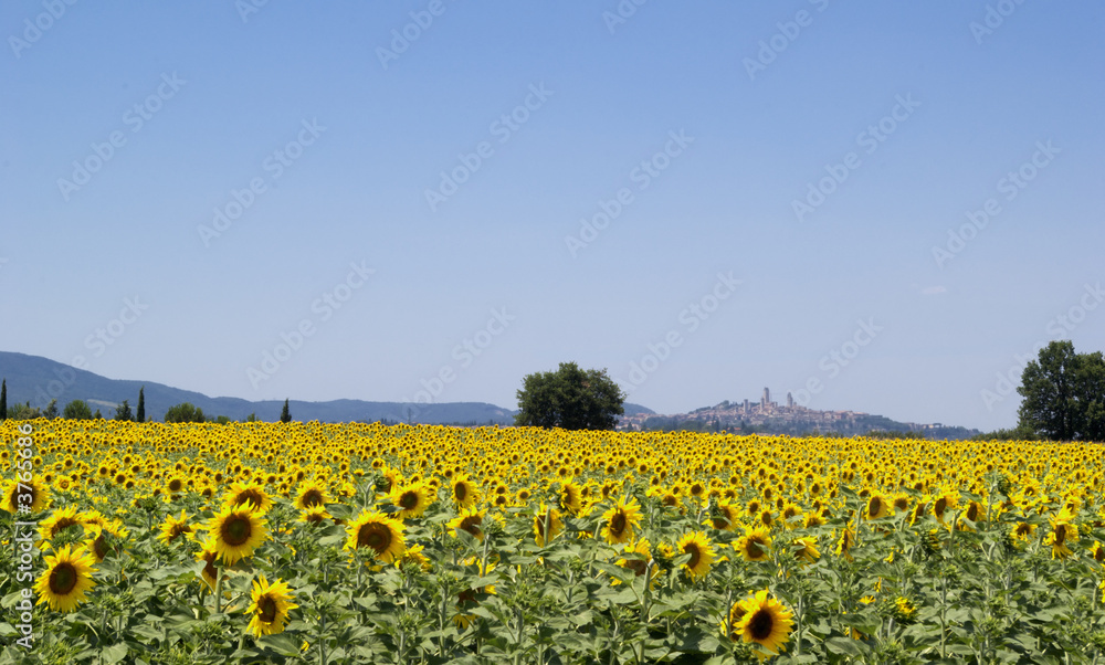 Fototapeta premium Sunflowers field. In the backgroun the san Gimignano 
