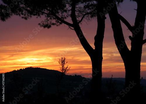 Silhouette of trees in front of a Tuscan sunset