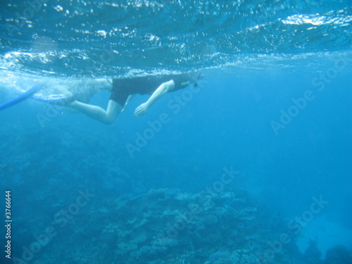 Snorkeller over reef 1