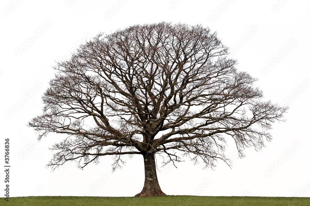 Obraz premium Oak Tree in Winter