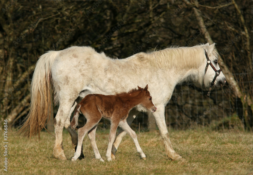 Mother and Foal Mother and Foal