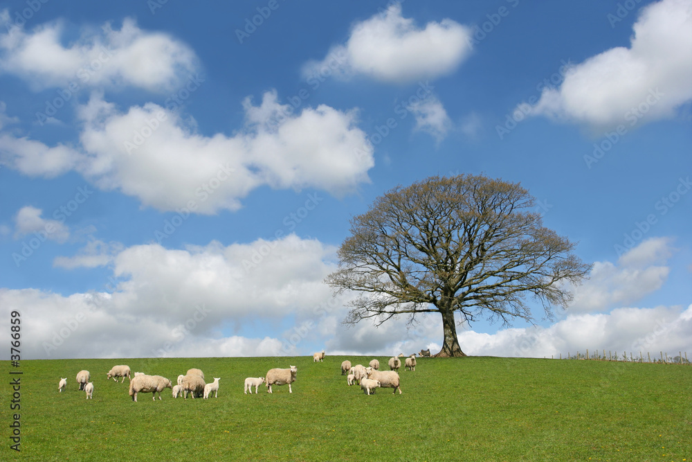 Obraz premium The Oak In Spring