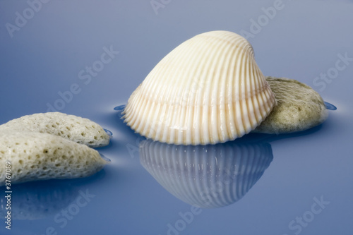 Dead coral and sea shell on water background..
