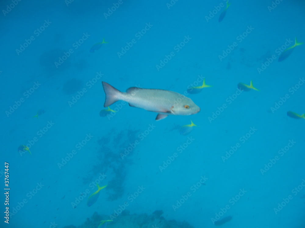 Tropical fish 12