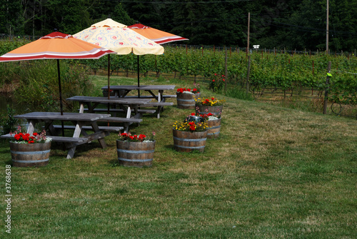 picnic area in vineyard