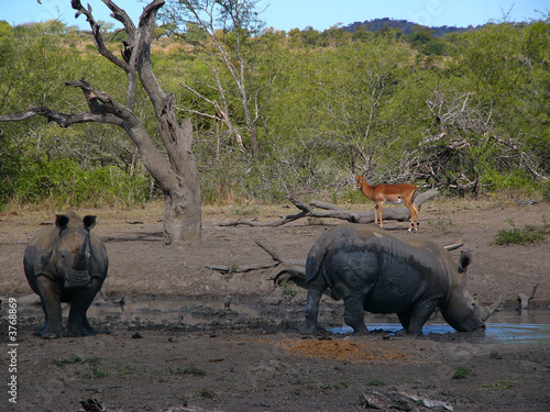 Rhinos and impala