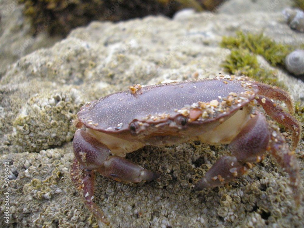 Crab on the stone