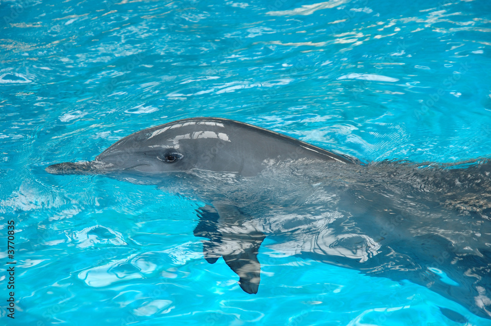 Fototapeta premium Bottle nose dolphin