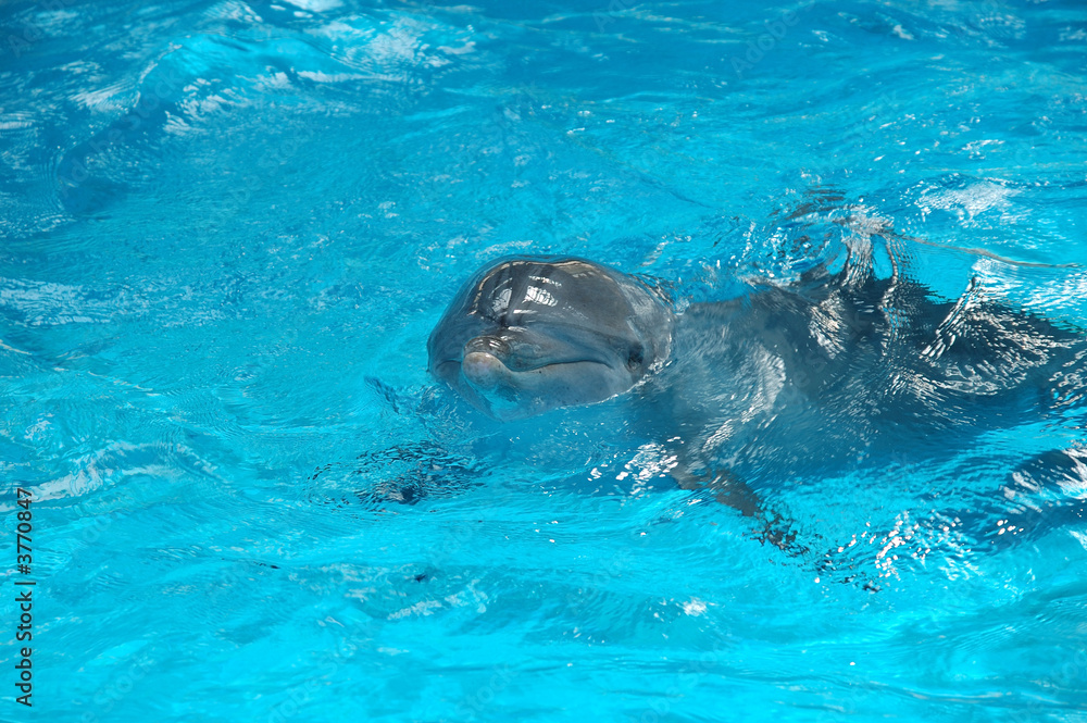 Obraz premium Bottle nose dolphin smiling