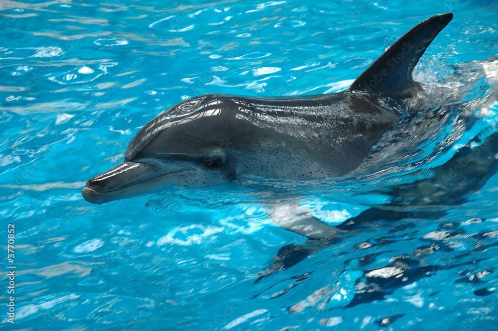 Naklejka premium Bottle nose dolphins