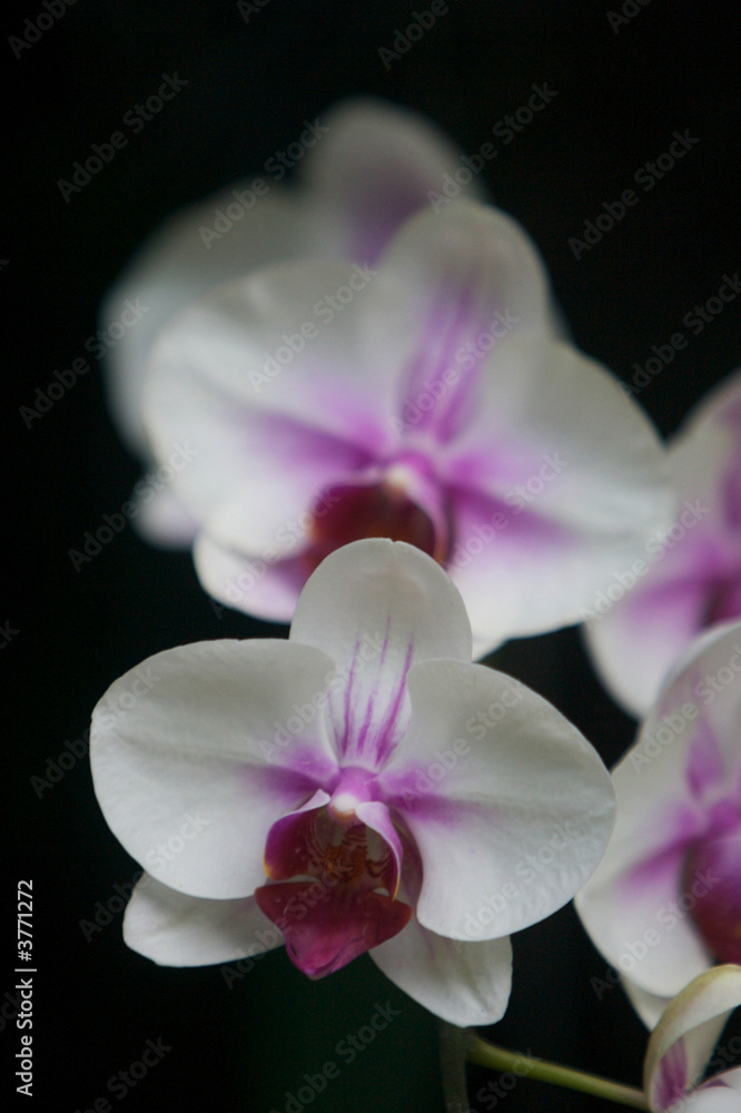 Obraz premium Orchids