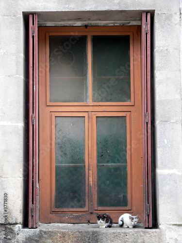 Fenêtre et chats