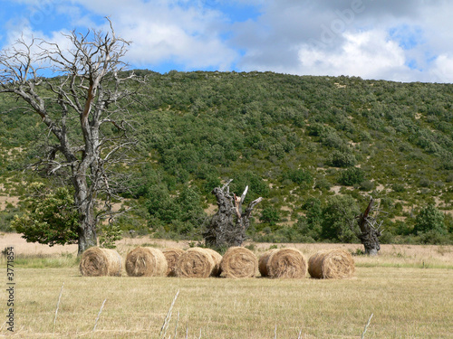 Arbres et foins