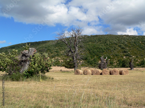Arbres et foins