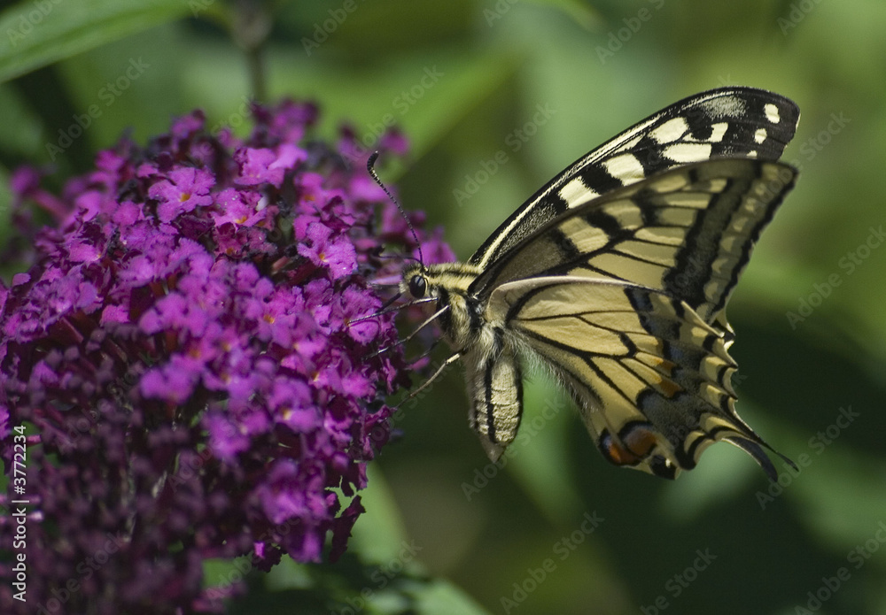Naklejka premium Schwalbenschwanz