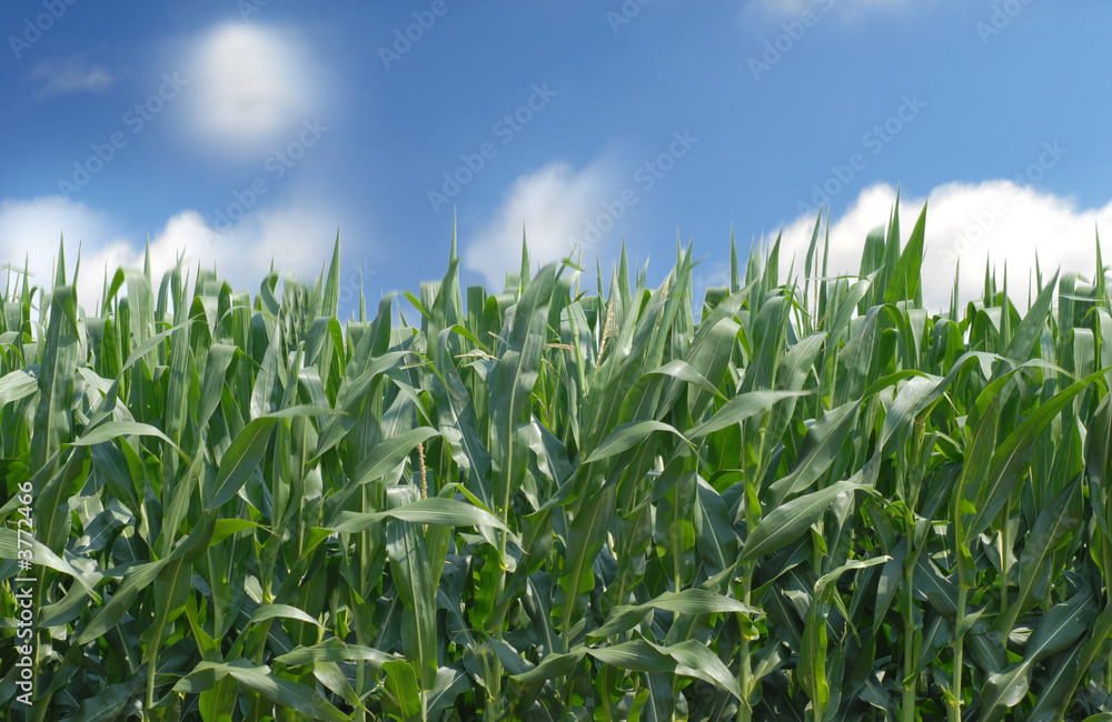 A cornfield against a blue sky with white clouds