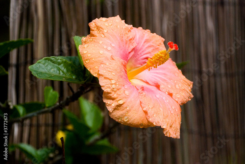 Orange Pink Hibiscus flower with Raindrops on the petals