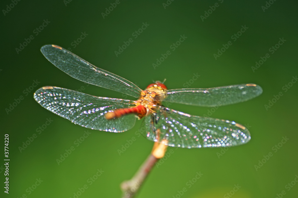 Red Dragon-fly Red Dragon-fly