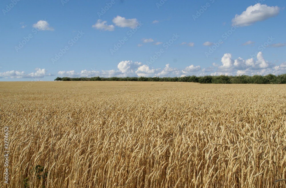 Naklejka premium blue sky and farm
