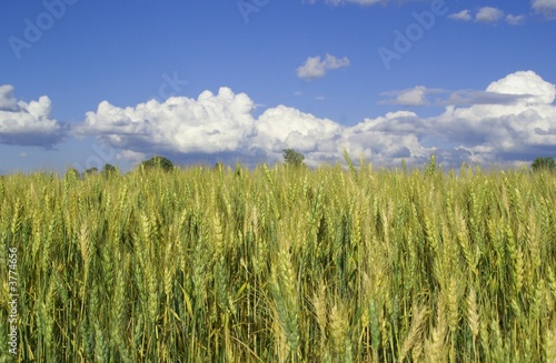 blue sky and farm