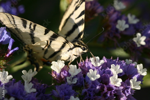 Machaon sur statice