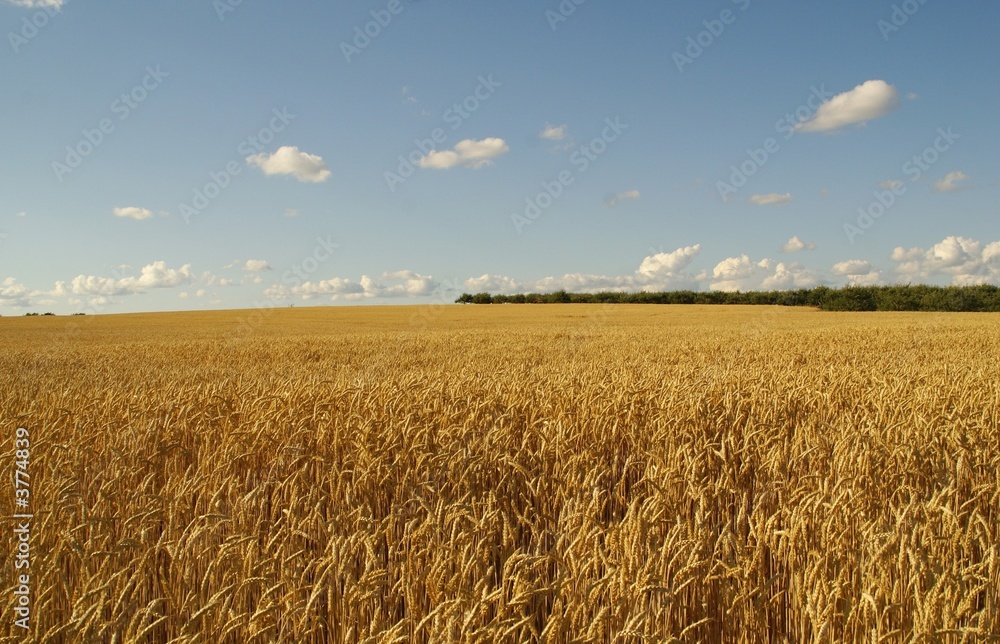 yellow wheat grains