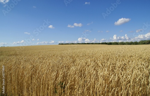 farmers wheat
