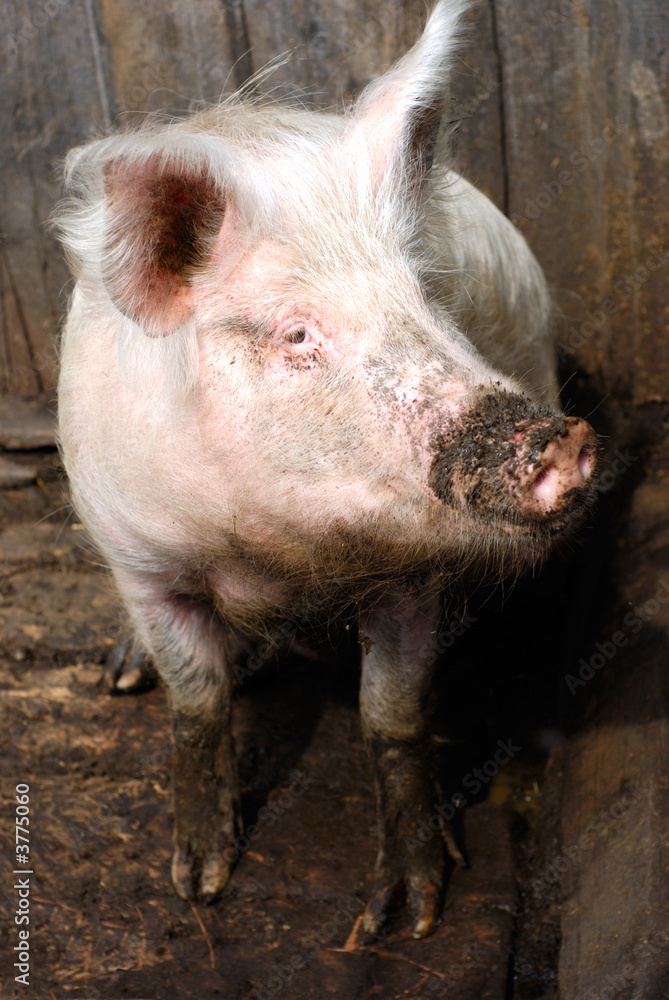 Dirty curious pig inside fence. Rural scene Dirty curious pig inside fence. Rural scene