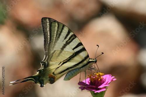 Fly Butterfly photo