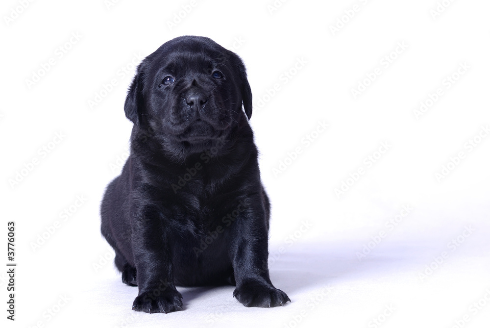 Labrador puppy