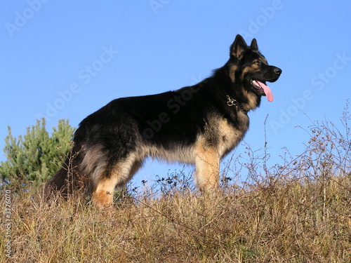 German shephard dog