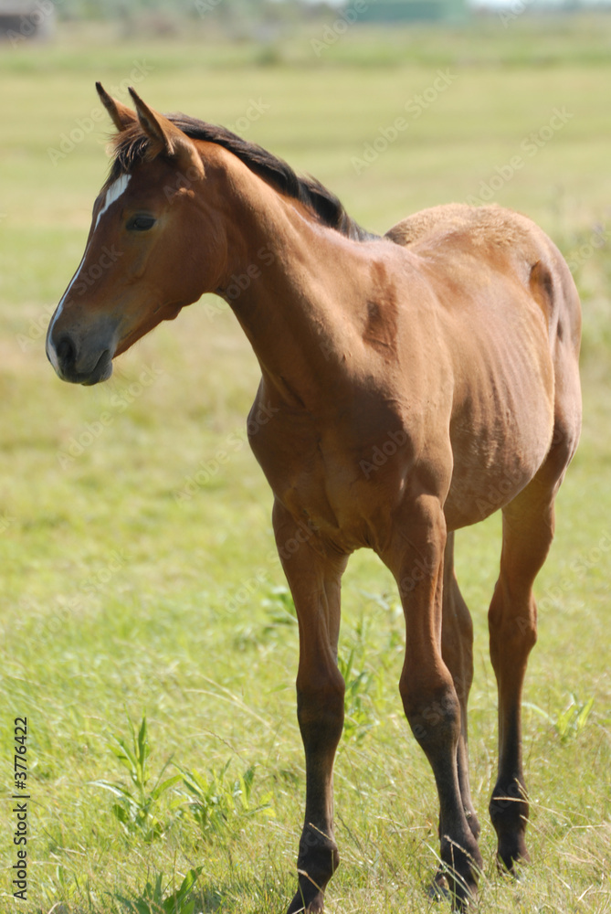 poulain dans une prairie