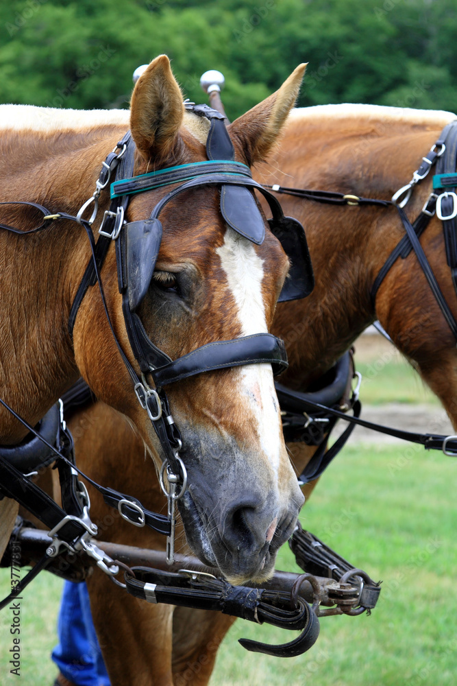 Obraz premium Belgian draft Horses