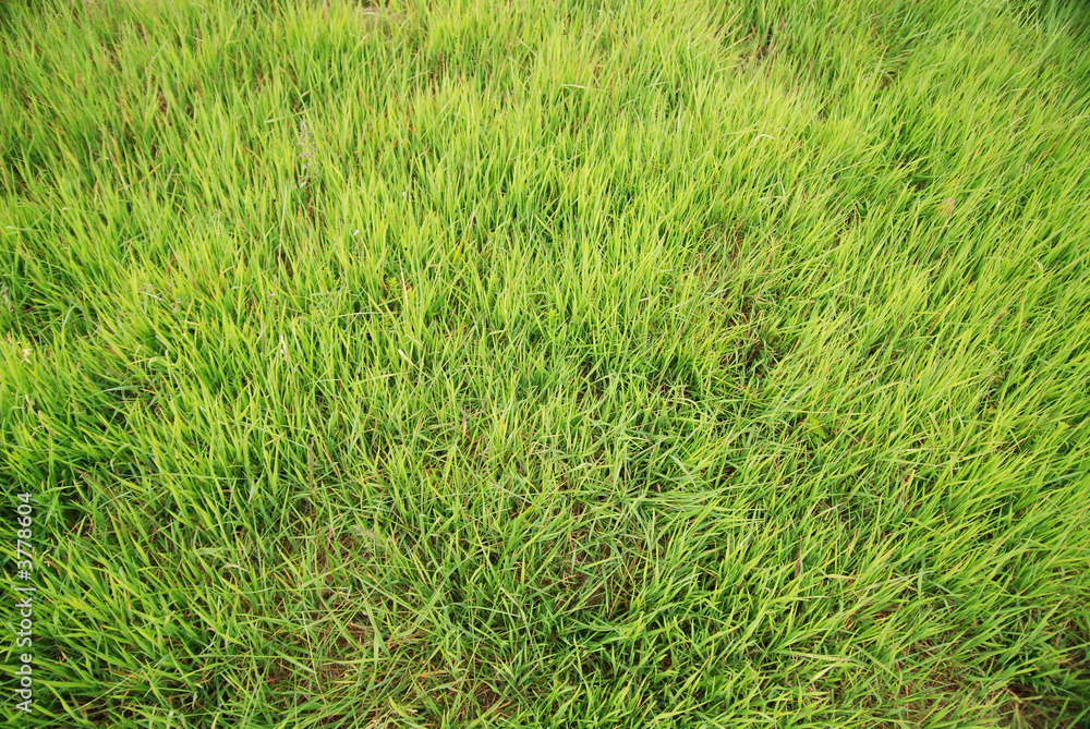 grass grass