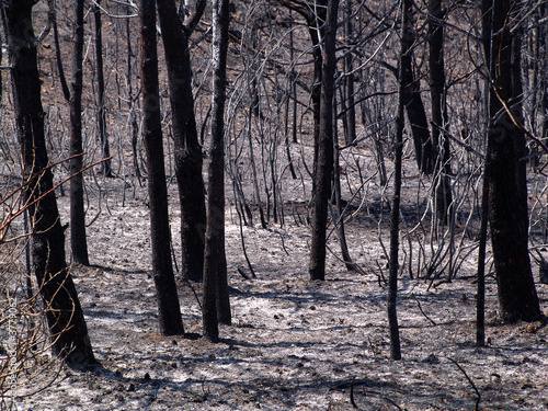 BOSQUE QUEMADO