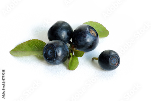 bilberries macro Fototapeta